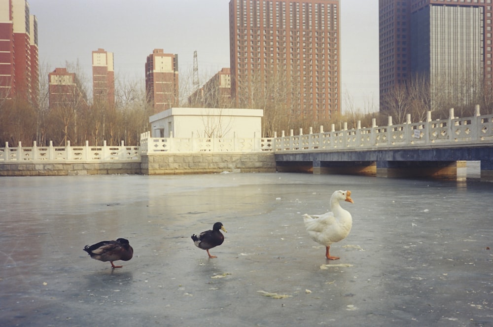 a group of ducks standing on top of a frozen lake