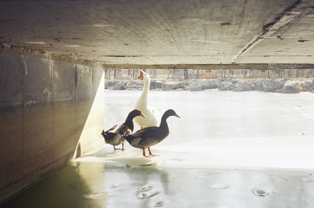 a couple of ducks standing under a bridge