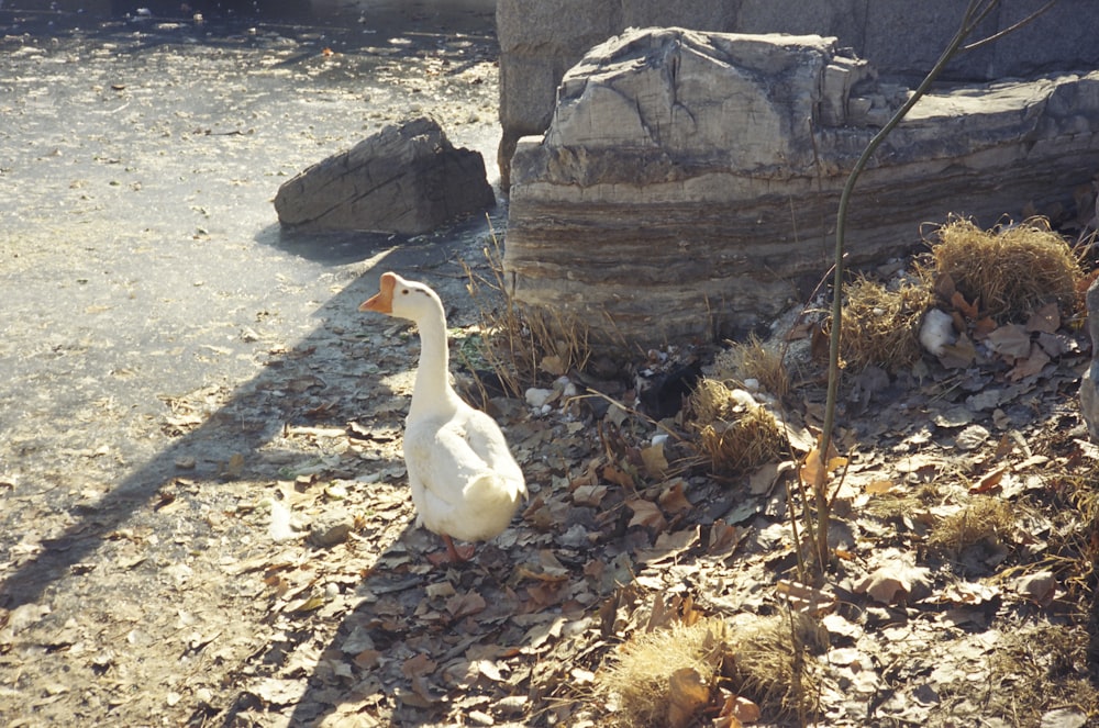 a goose standing on a rocky area next to a body of water