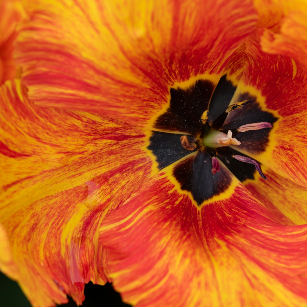 a yellow and red flower with a black center