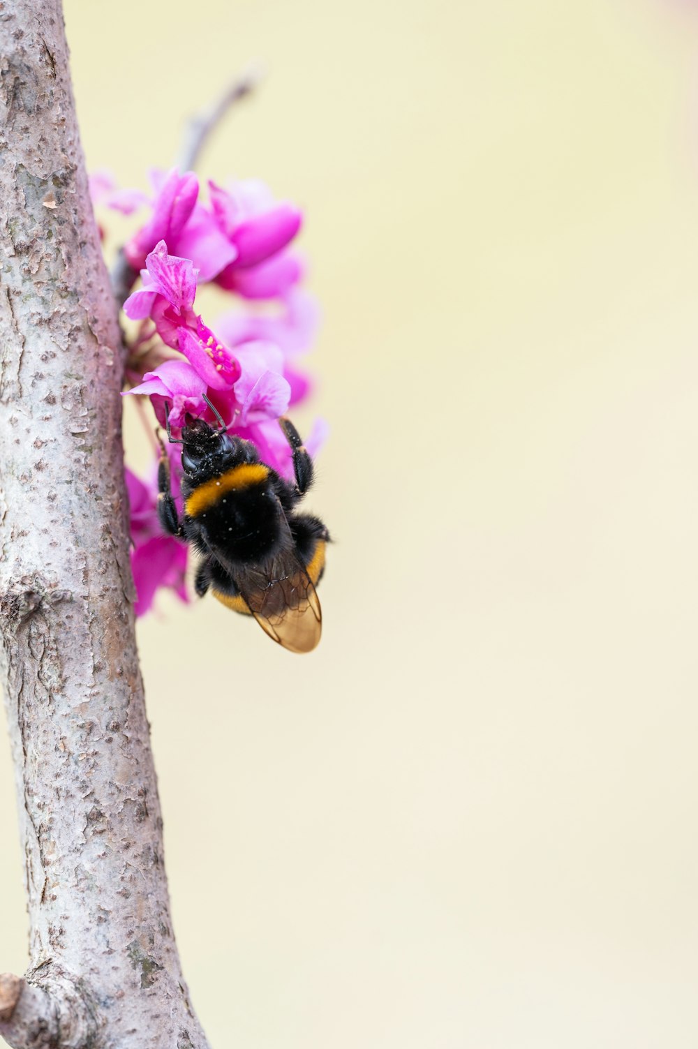 a bee sitting on a pink flower on a tree