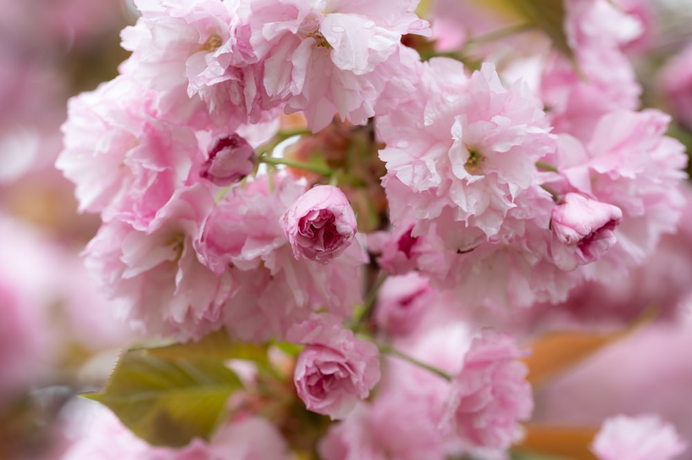 a bunch of pink flowers that are blooming