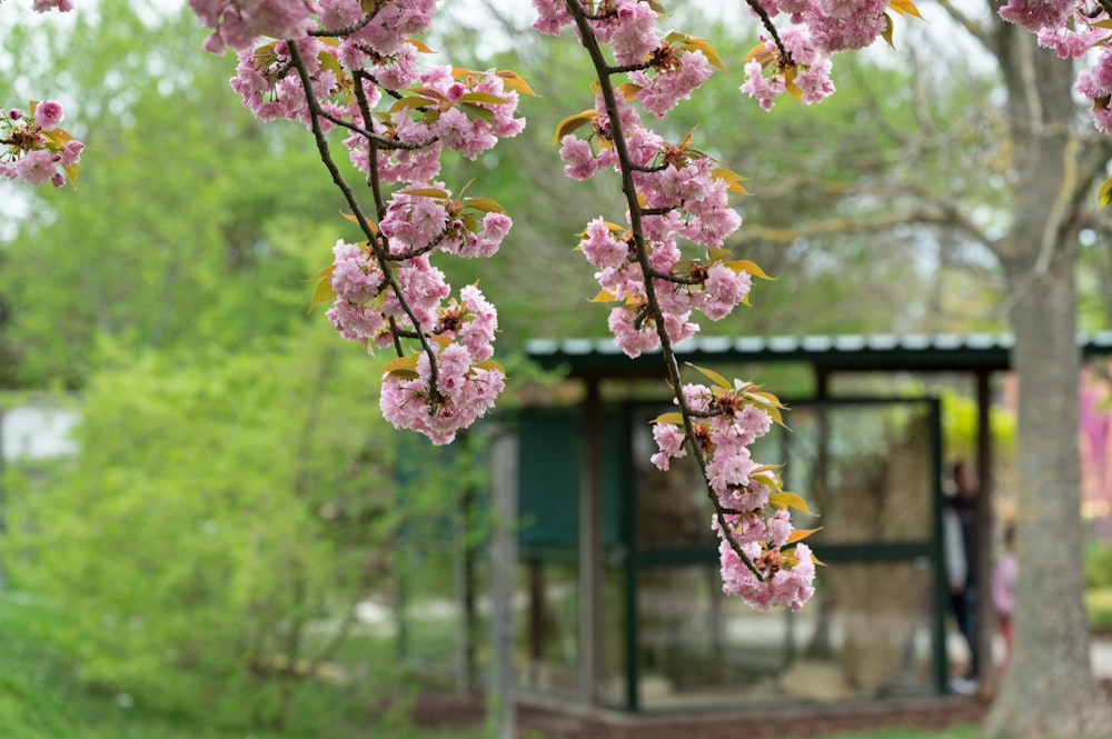 a tree with pink flowers in front of a building