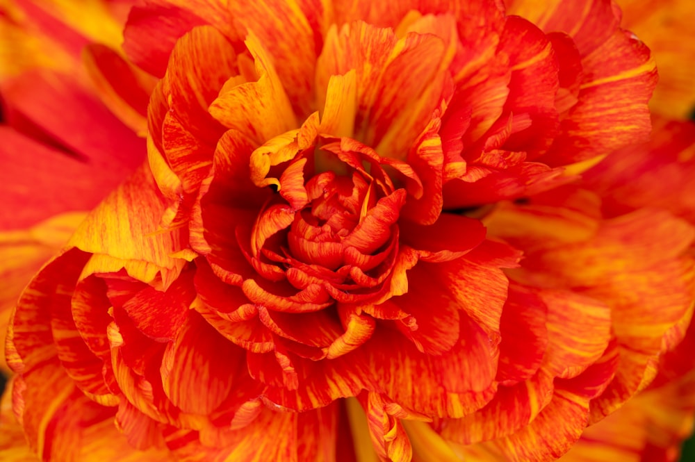 a close up of a red and yellow flower