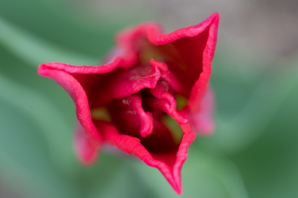 a close up of a red flower with green leaves