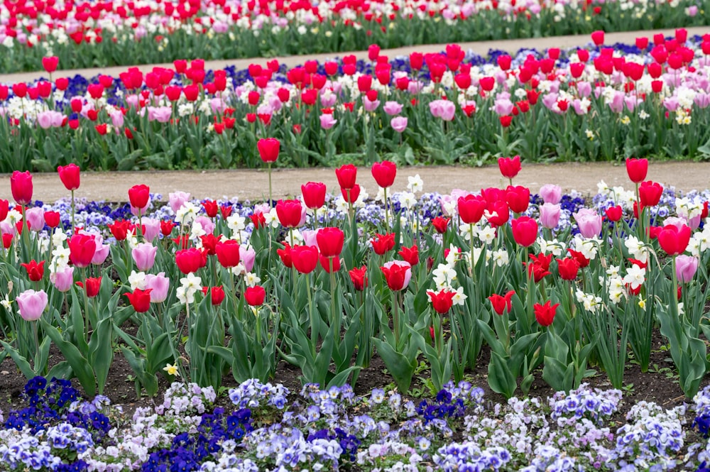 a field full of red, white and blue flowers