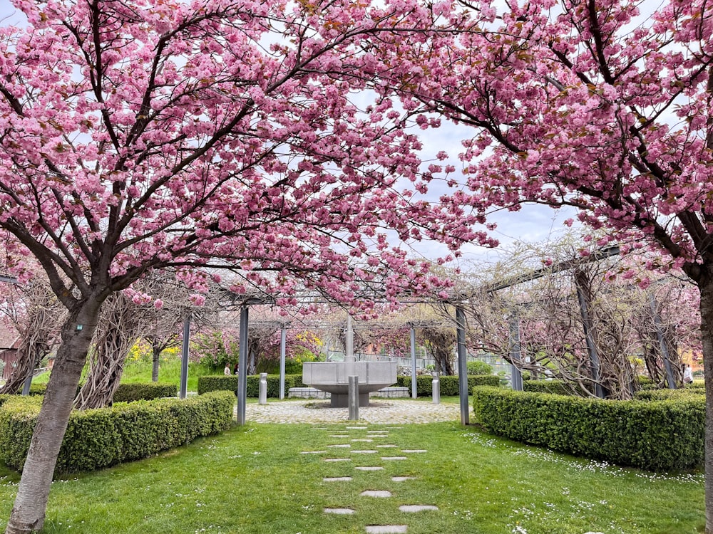 a park with a bench and trees with pink flowers