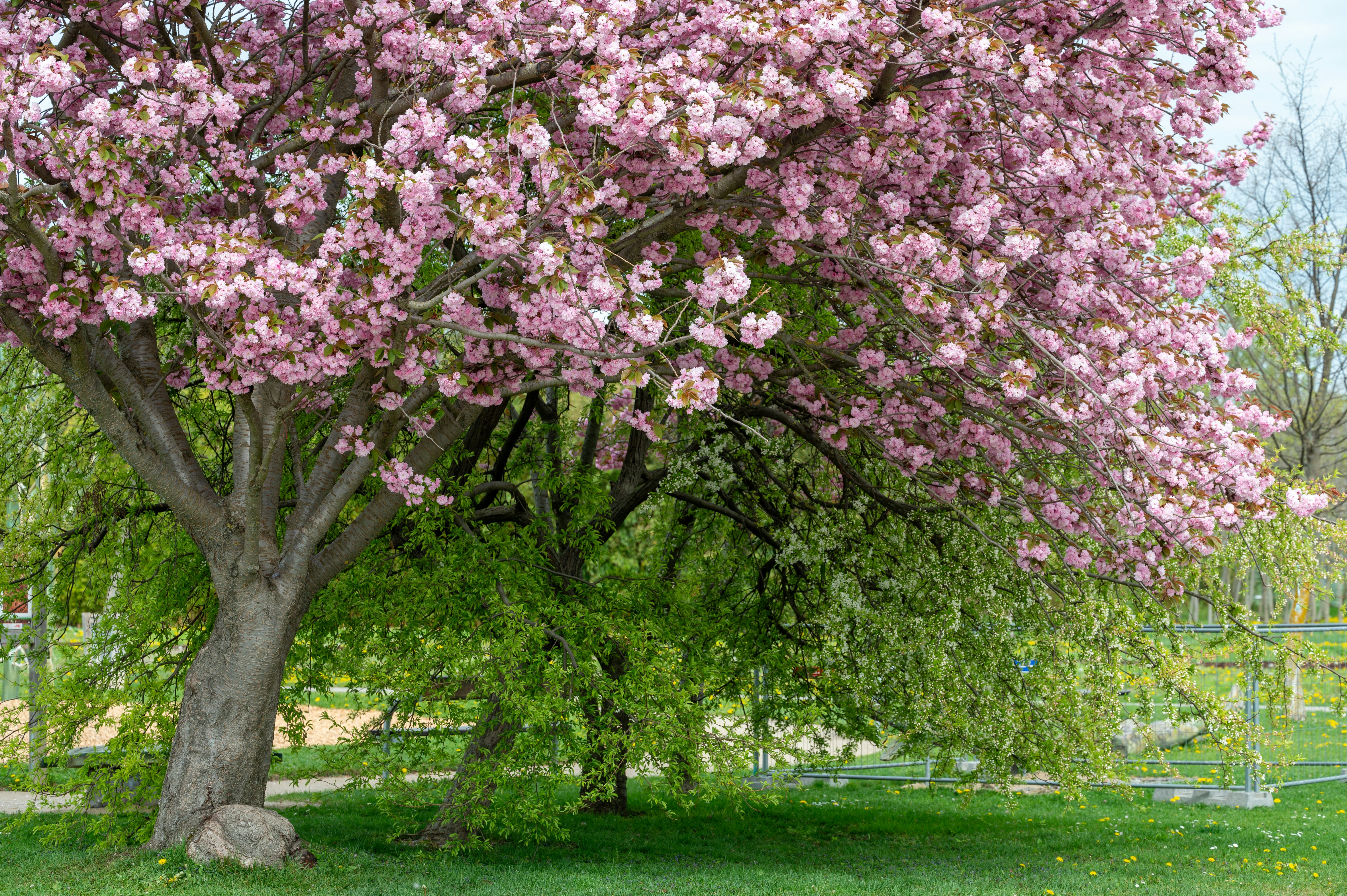 Photo by carrie_borden