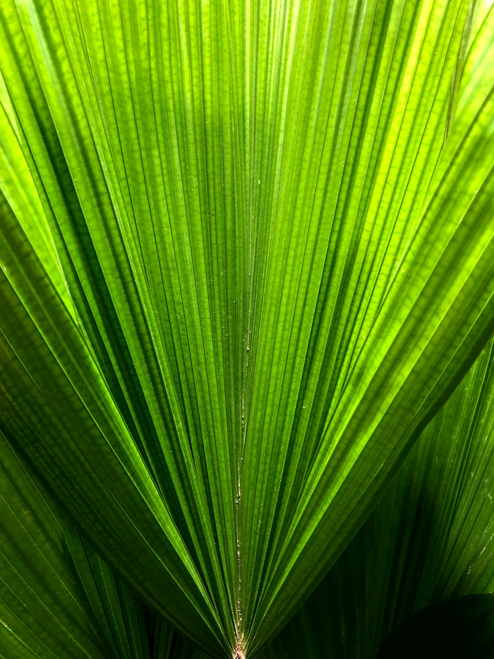 a close up of a large green leaf