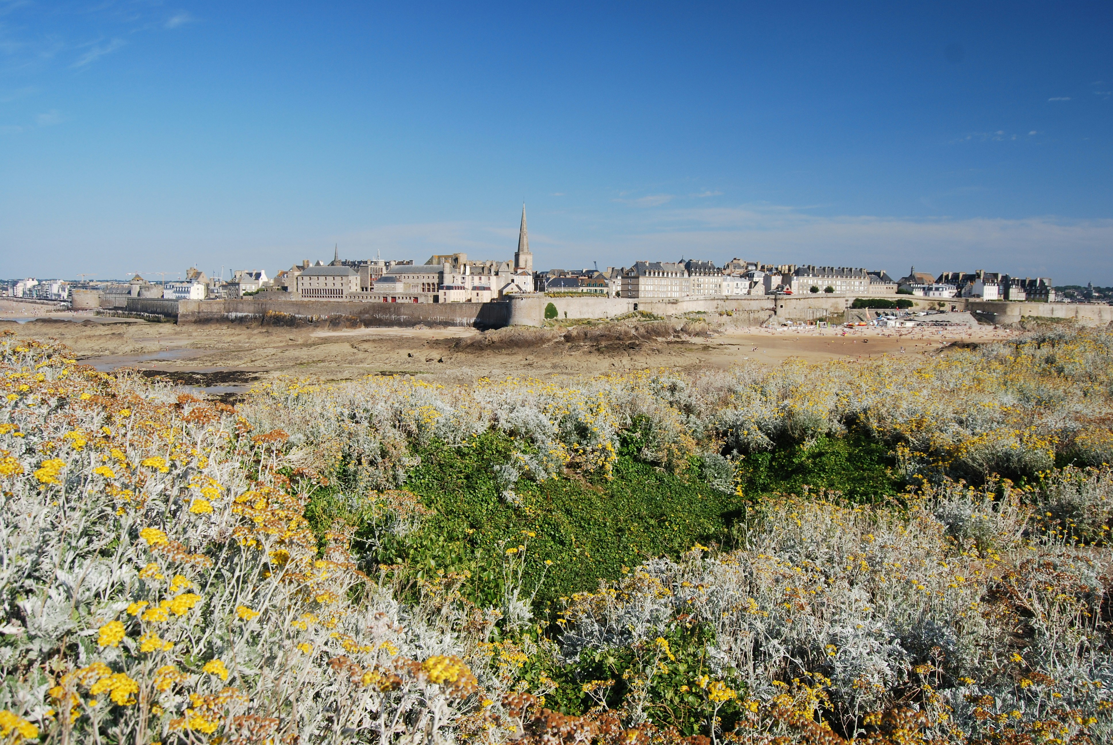 a field of wildflowers in front of a city