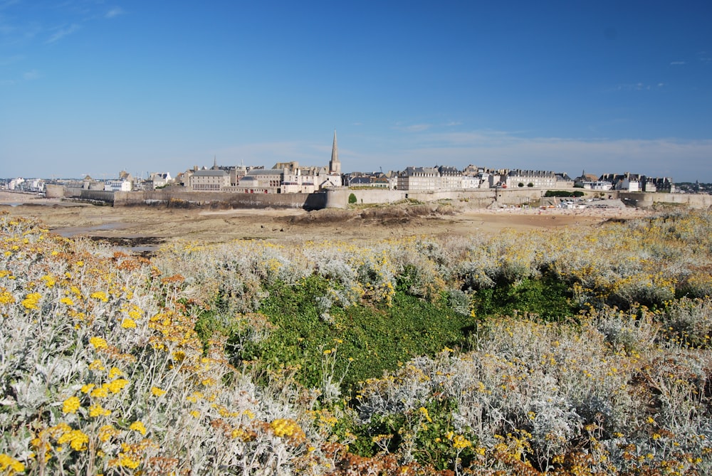 a field of wildflowers in front of a city