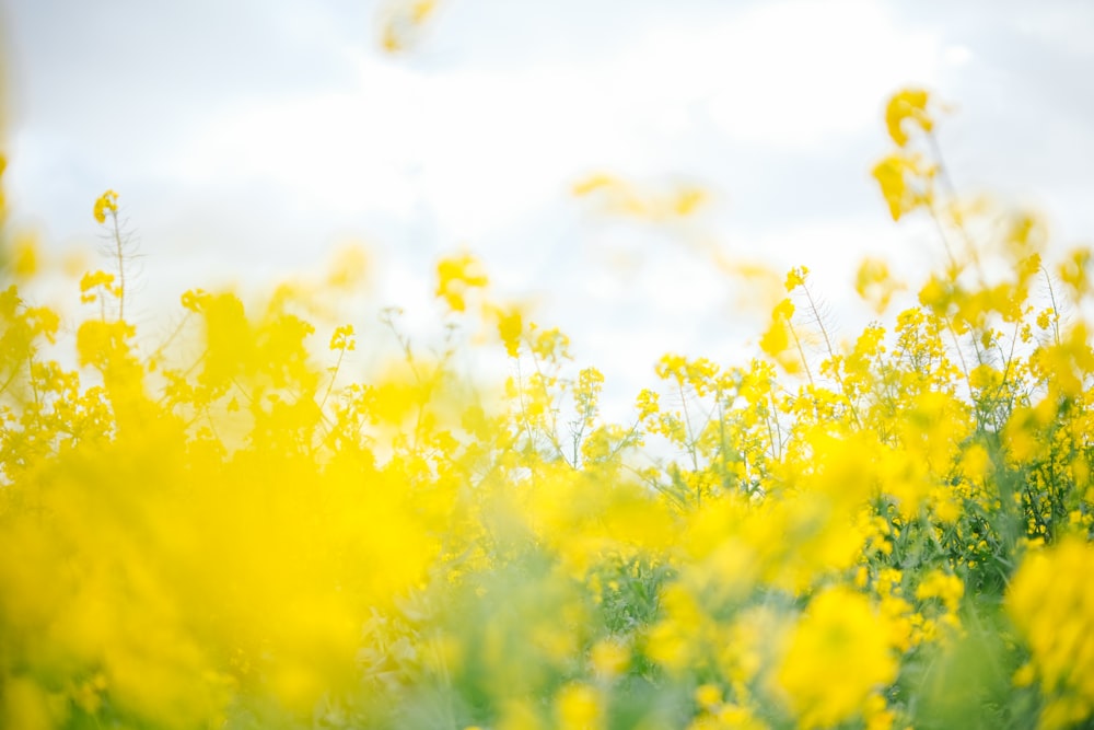 a field full of yellow flowers under a cloudy sky