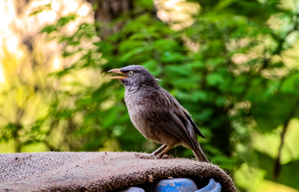 a bird sitting on top of a piece of cloth