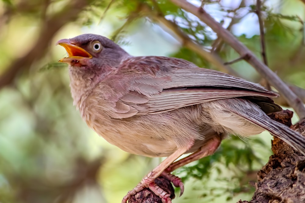 a bird perched on top of a tree branch