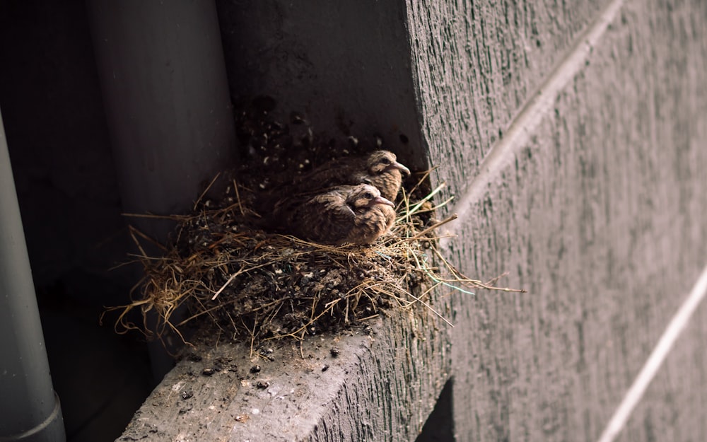a bird is sitting in a nest on a ledge