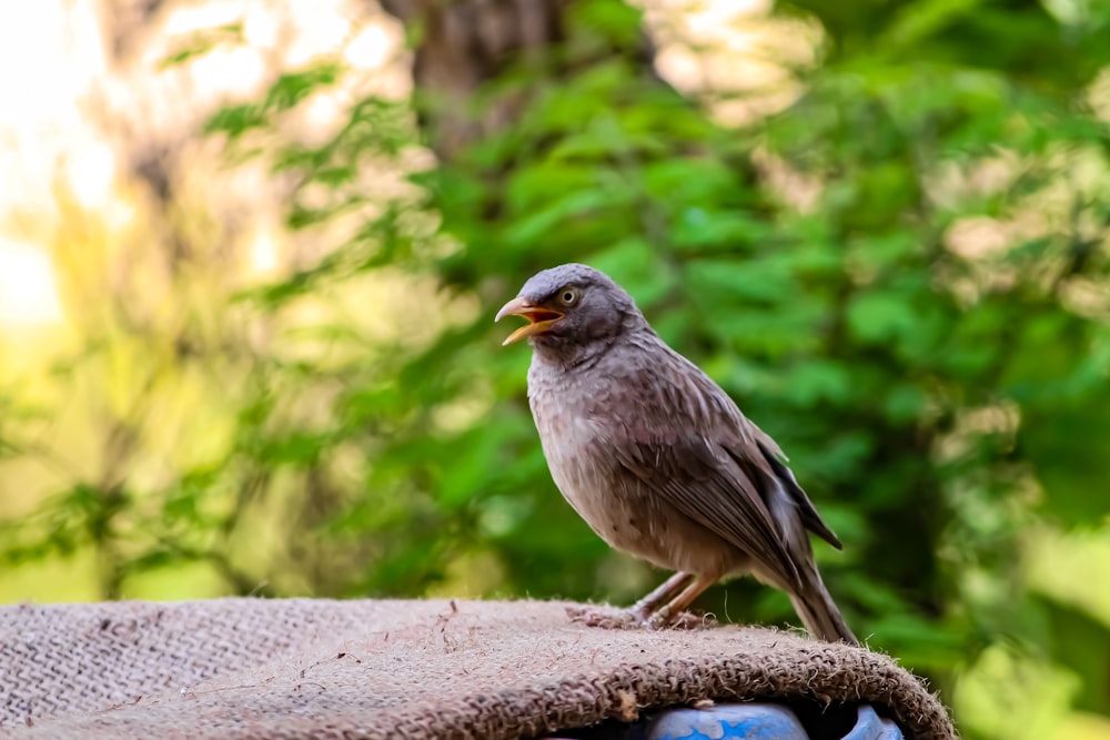 a bird is sitting on top of a table