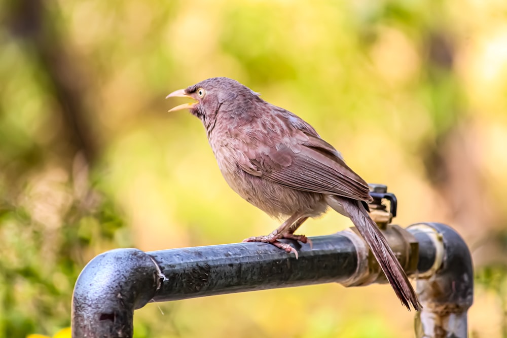 a brown bird sitting on top of a metal pipe