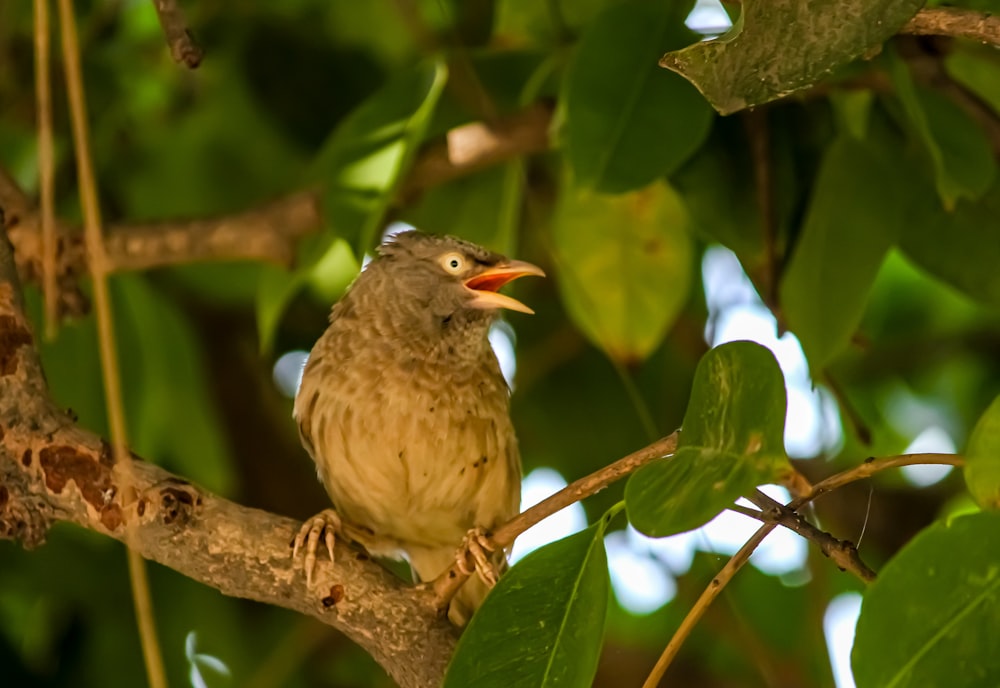 a small bird perched on a tree branch