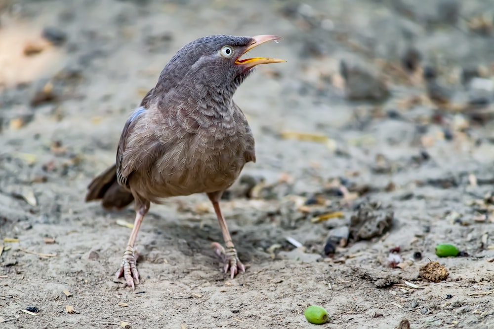 a small bird standing on top of a dirt field