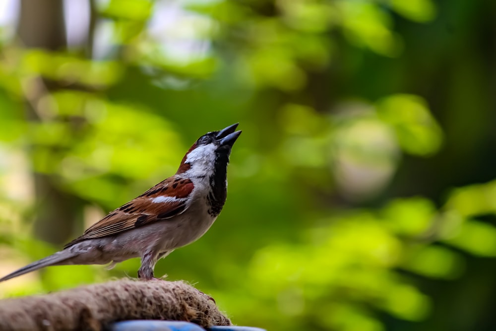 a small bird perched on top of a rope