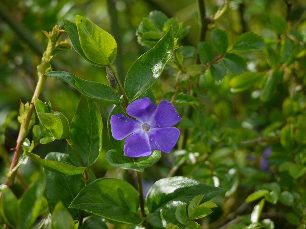 eine violette Blume mit grünen Blättern im Hintergrund