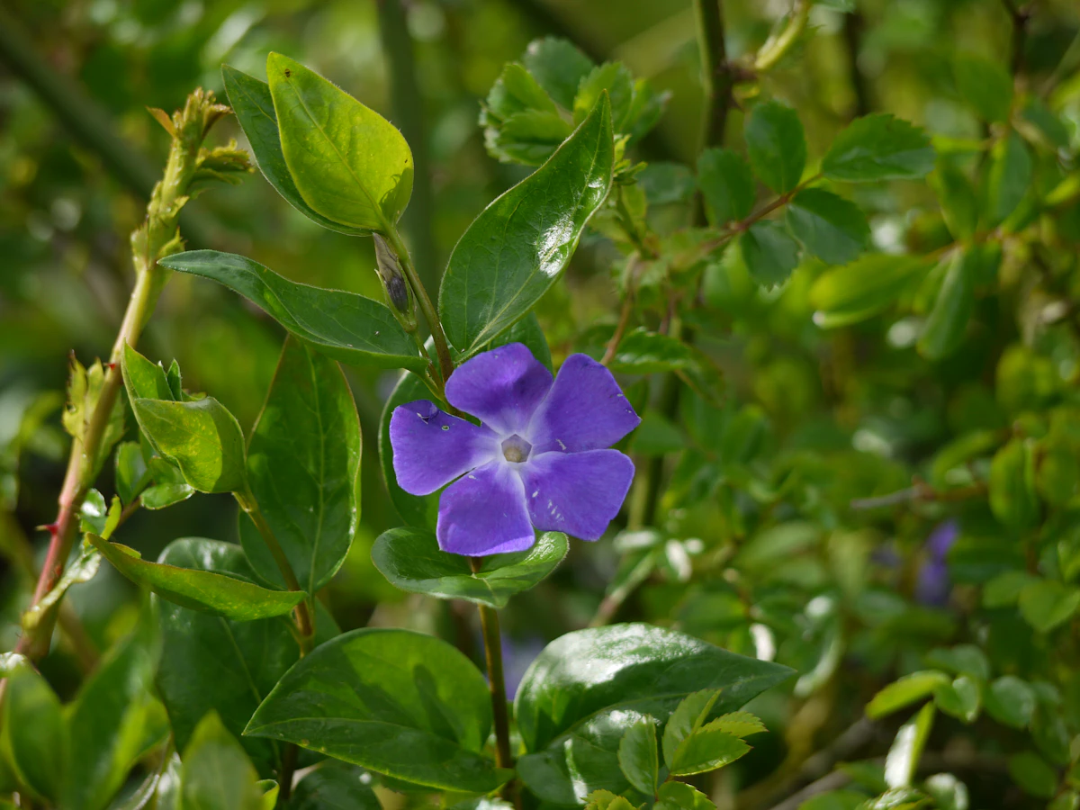 Vinca Sadabahar India — Year Round Flowering Plant Complete Guide