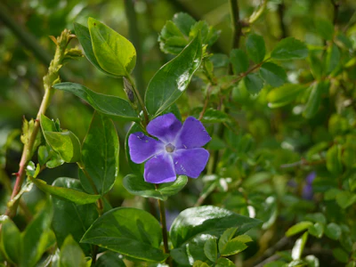 Vinca Sadabahar India — Year Round Flowering Plant Complete Guide