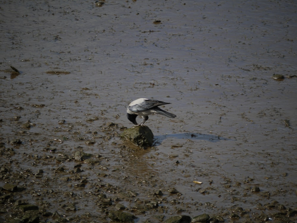 a bird standing on a rock in a muddy area