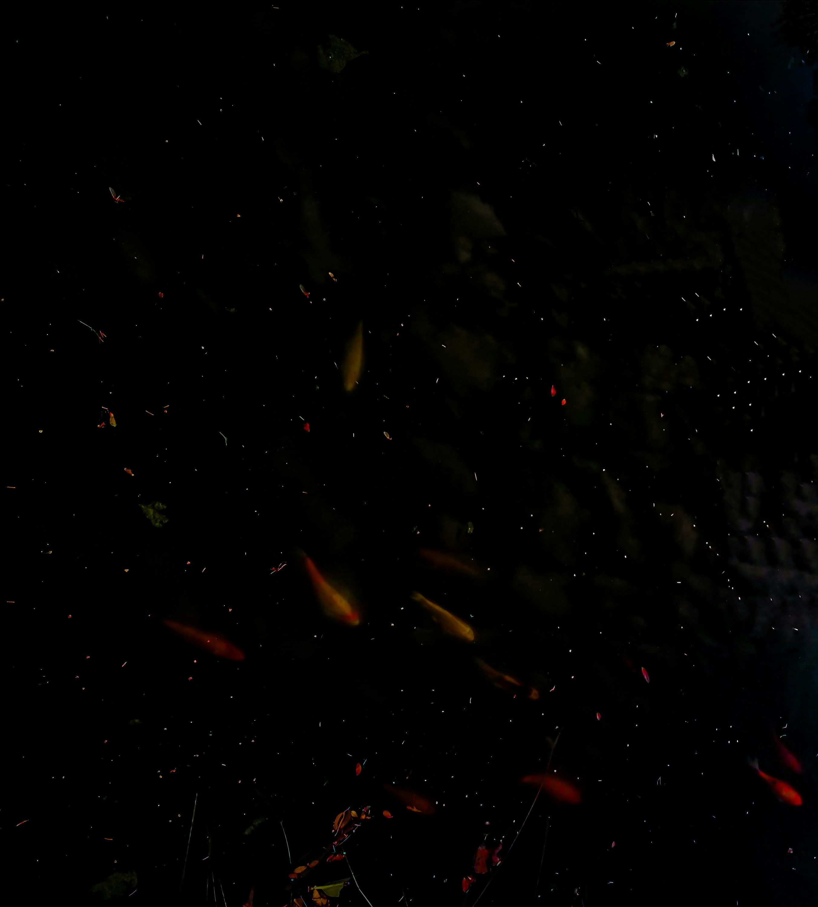 a group of fish swimming in a pond at night