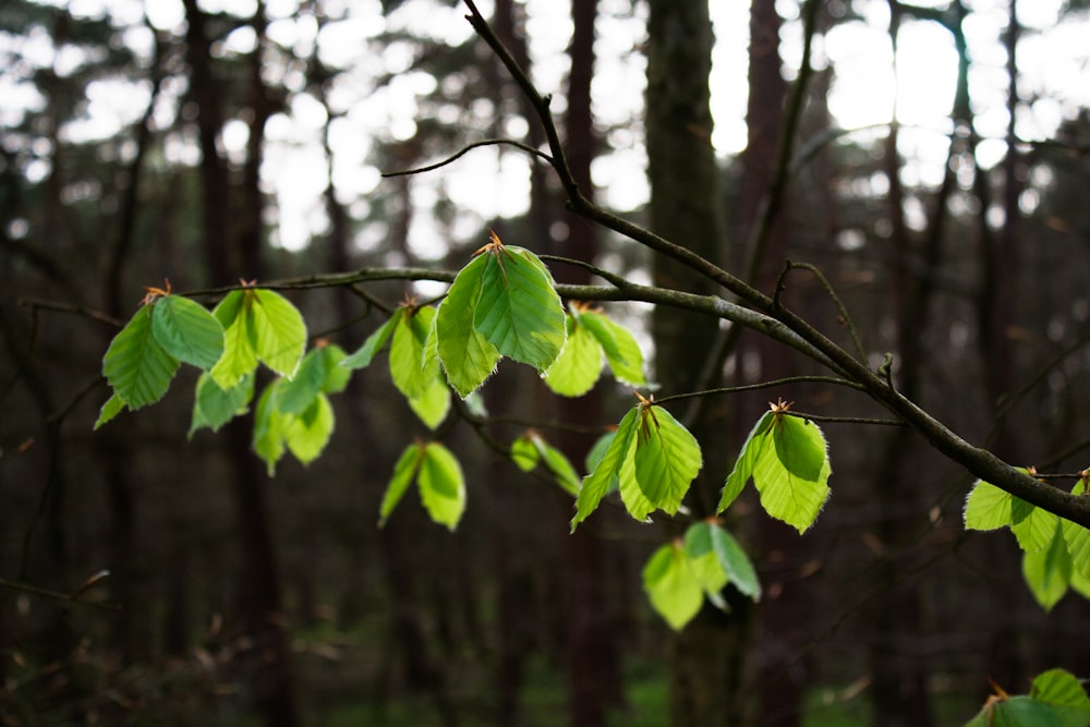 a tree branch with green leaves in a forest