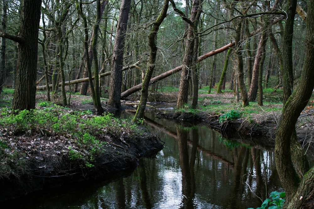 un ruscello che scorre attraverso una foresta piena di alberi