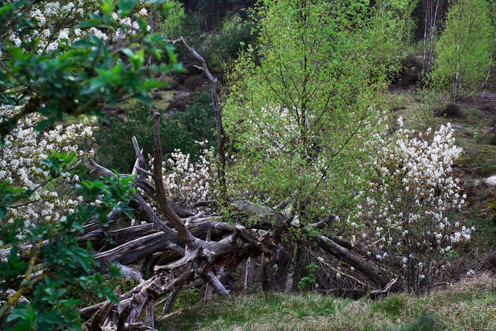 un mucchio di alberi che sono nell'erba