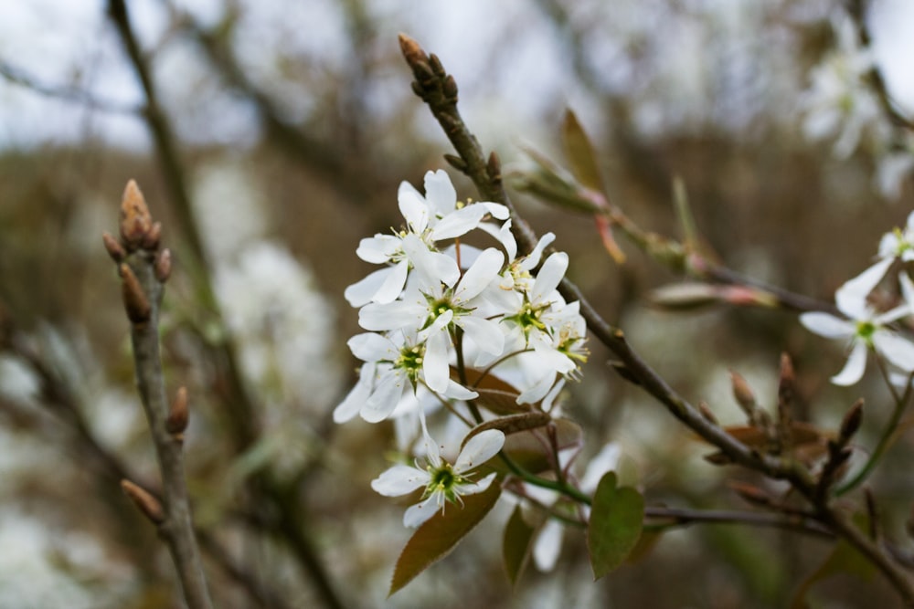 a close up of some white flowers on a tree