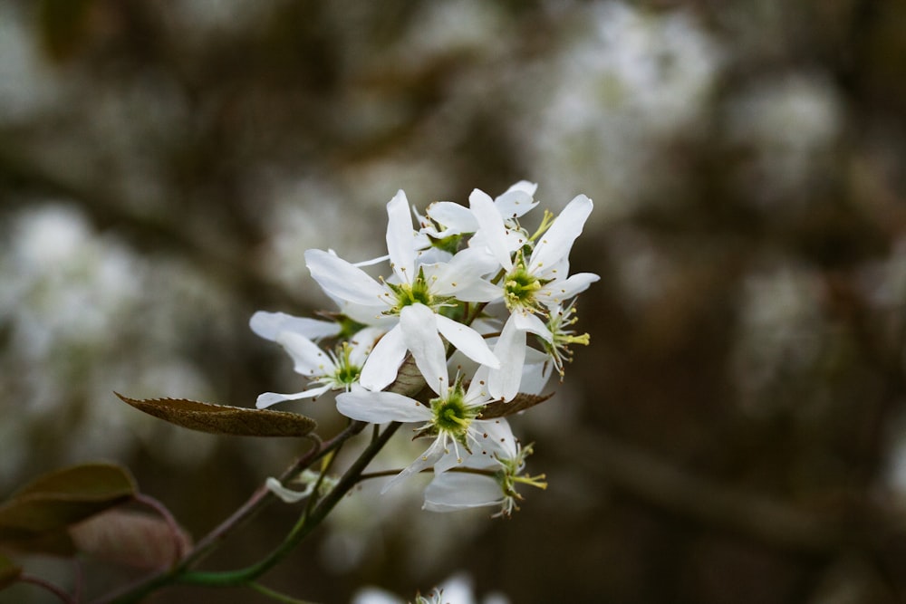 a close up of a white flower on a tree