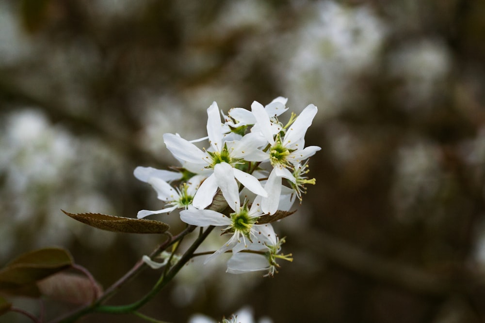 un primer plano de una flor blanca en un árbol