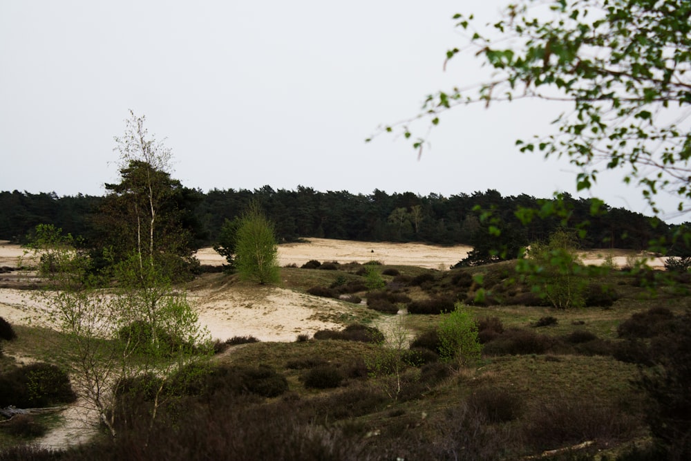 a view of a sandy area with trees in the background
