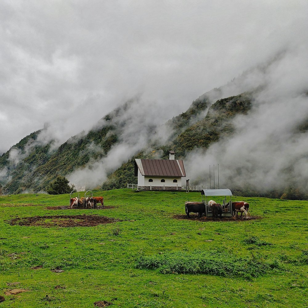 horses grazing in a field with a house in the background