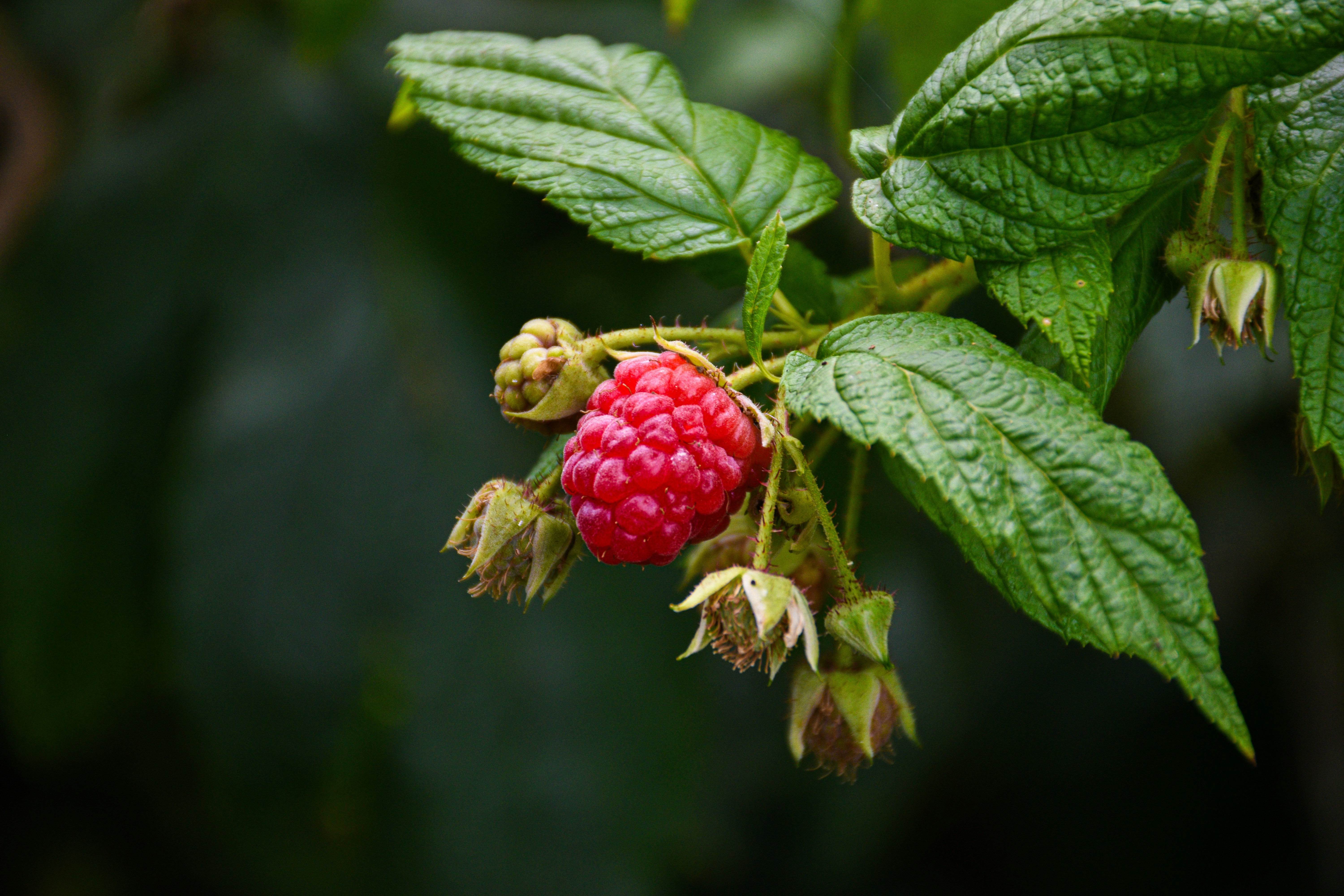 Photo by adam_skrinnikoff