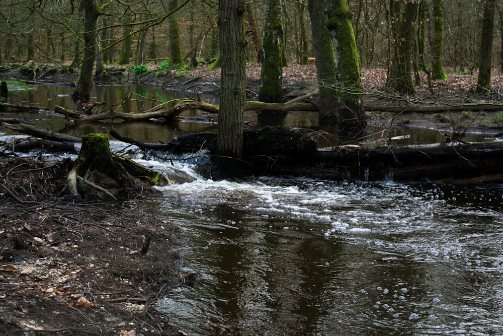 a stream running through a forest filled with trees