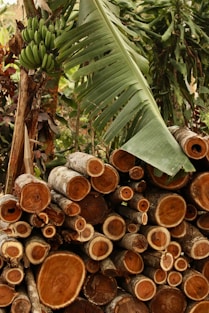 a large pile of wood with a banana tree in the background