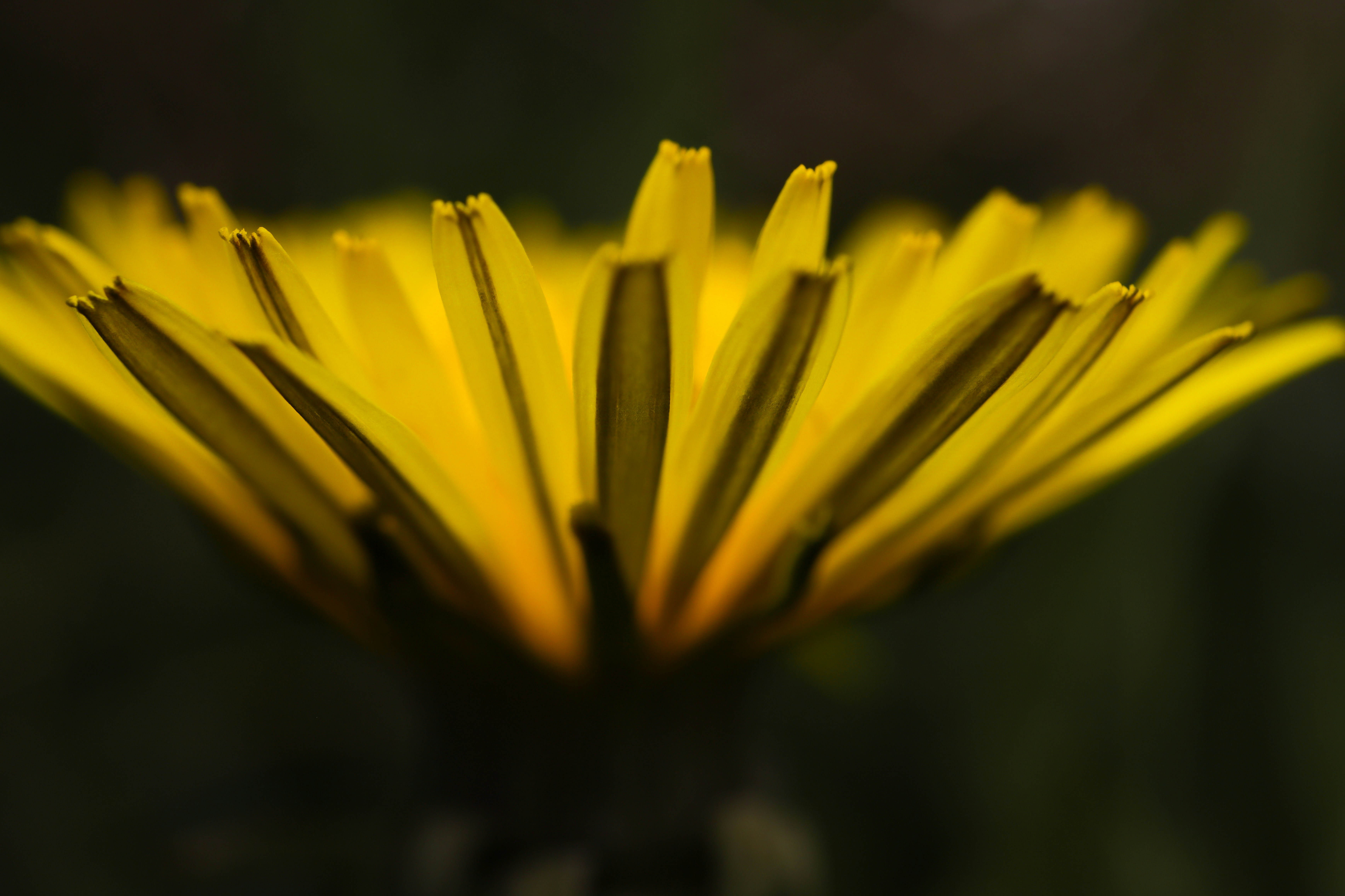 Photo by grievek1610begur