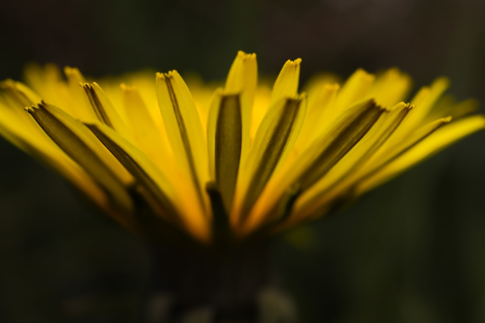 a close up of a yellow flower with a blurry background