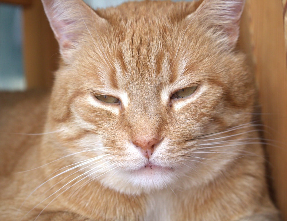 a close up of a cat laying on the ground