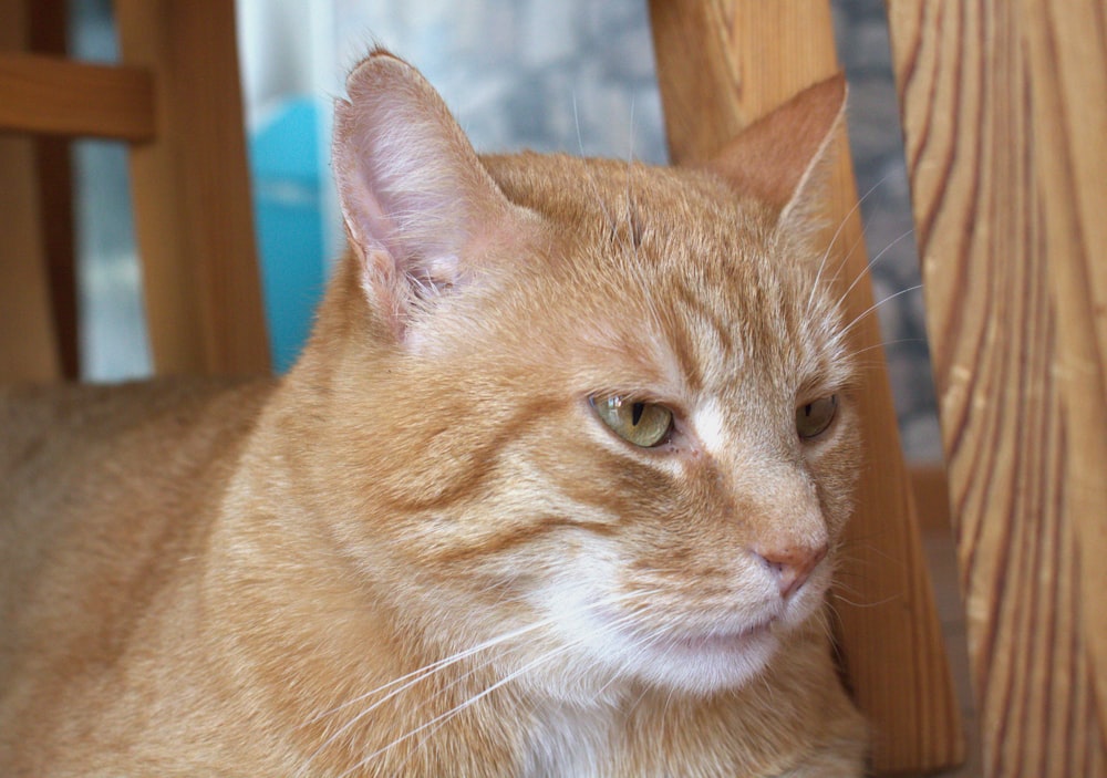 a close up of a cat laying on the ground