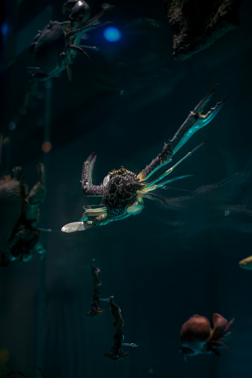 un grupo de criaturas marinas flotando en el agua