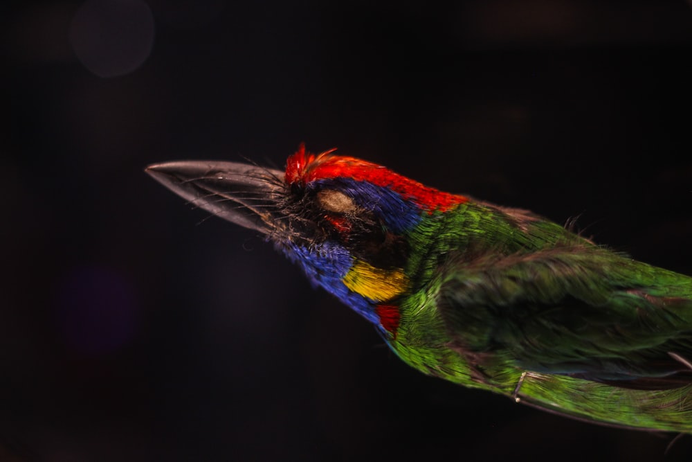 un oiseau multicolore avec un fond noir
