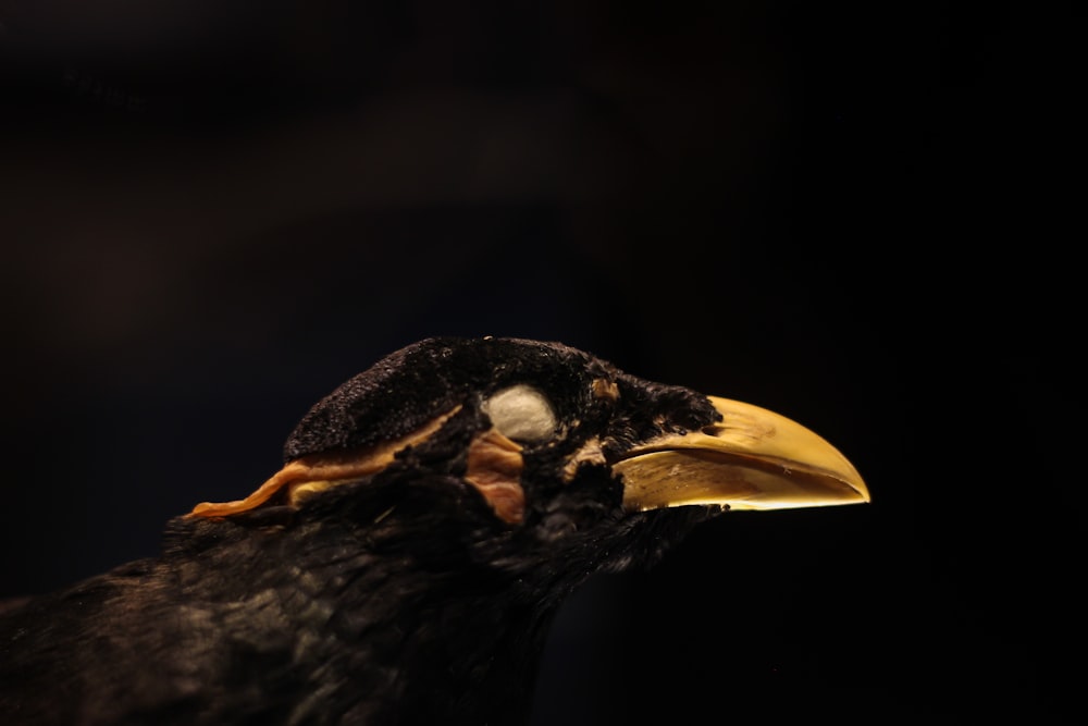 a close up of a black bird with a yellow beak