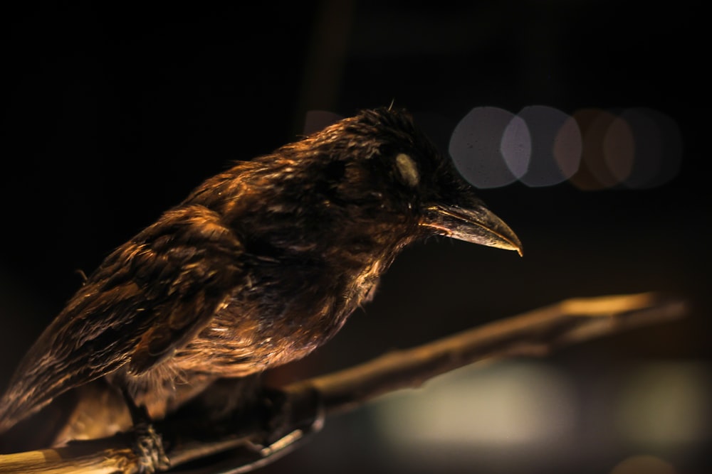 un pequeño pájaro sentado encima de un palo de madera