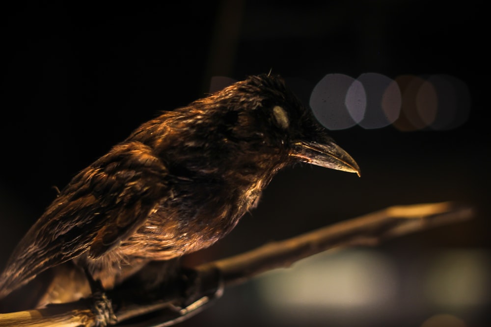 a small bird sitting on top of a wooden stick