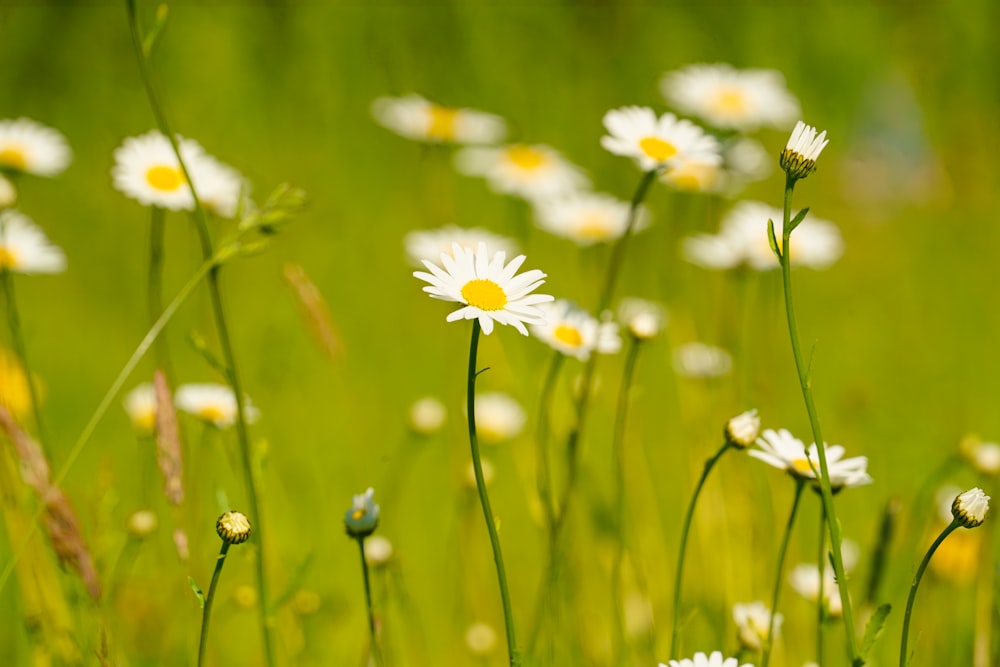 un bouquet de marguerites dans un champ d’herbe